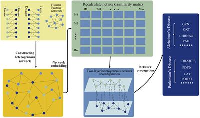 Disease-gene prediction based on preserving structure network embedding